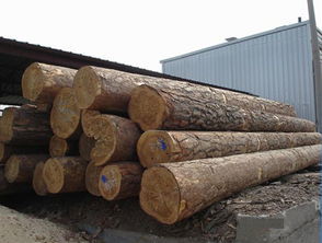 俄羅斯楊木原木供應(yīng)——廈門湖里勝佳木材經(jīng)營部，質(zhì)優(yōu)價廉，現(xiàn)貨直銷